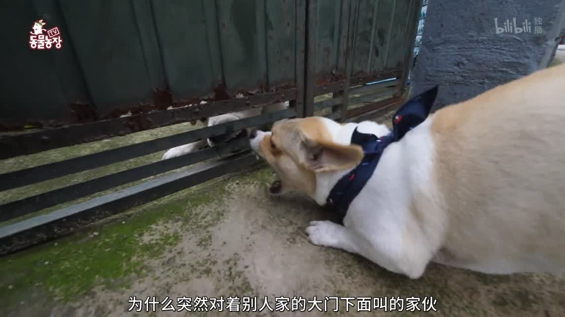 动物农场2020 分离焦虑症的灰喜鹊