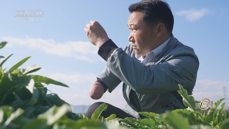 致富经 《致富经》 20230216 响菜“唱”出致富好声音