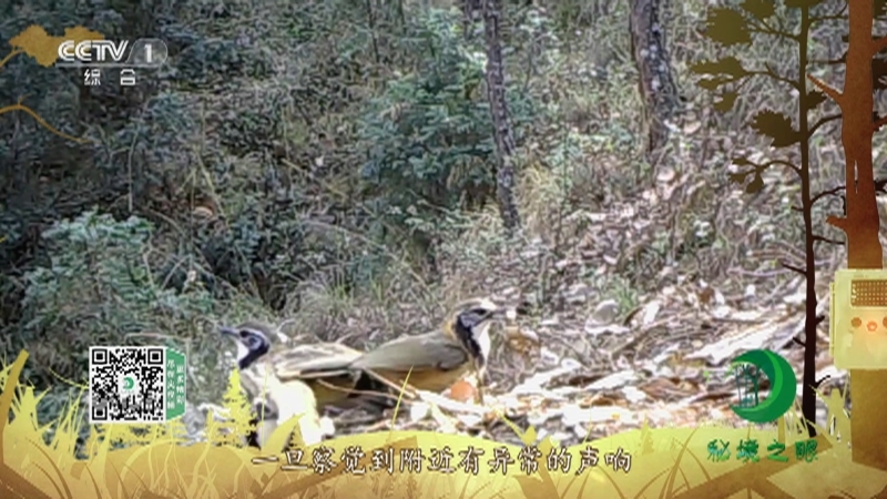 《秘境之眼》 黑领噪鹛 20210826