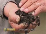 消费主张 《消费主张》 20170511 春色 春食 春滋味：菏泽牡丹
