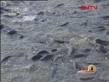生财有道 《生财有道》 20120113 喝温泉水的革胡子鲶鱼