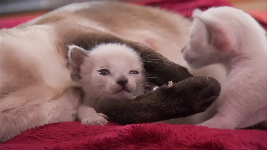 《萌宠成长记第三季》第6集