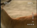 动物世界 《动物世界》 20130412 永不言弃（四）