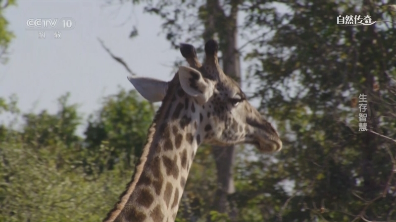 《自然传奇》 20251110 生存智慧