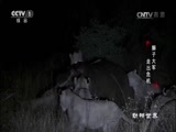 动物世界 《动物世界》 20170613 狮子大军走出危机