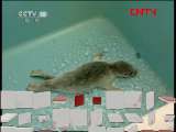 海豹孤儿回家记 《自然传奇》20110910