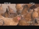 生财有道 《生财有道》 20140916 北京油鸡十年长成记