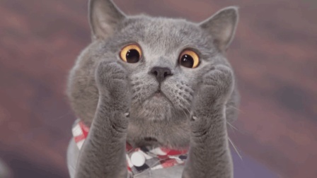 猫男AaronsAnimals 第一季 别人家万圣节前夜都发糖 我家两只喵星人却把家给搬空了 28