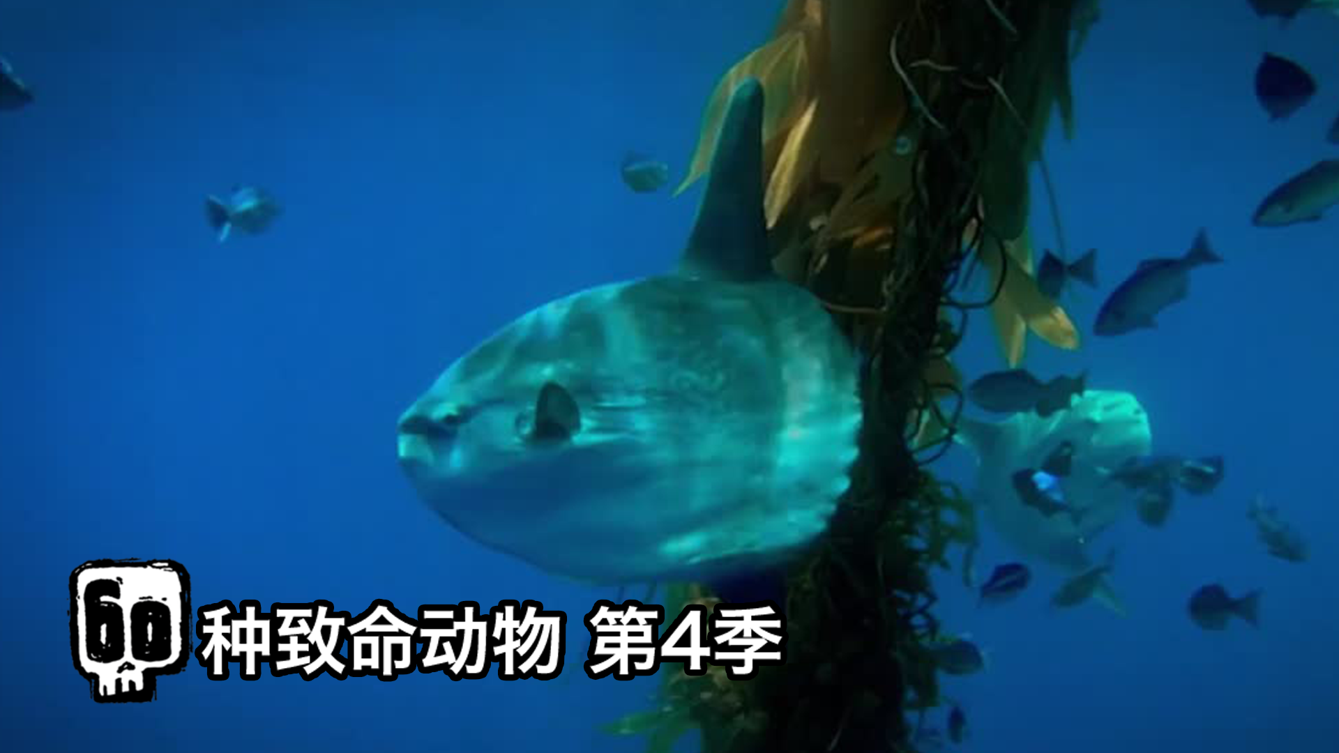 60种致命动物 第4季 翻车鱼