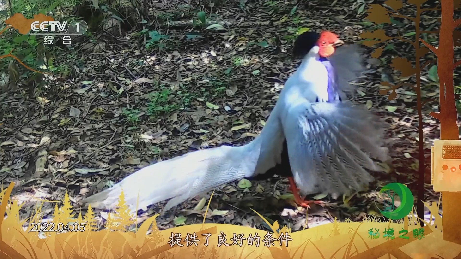 秘境之眼 《秘境之眼》 白鹇 20231222