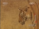 动物世界 《动物世界》 20160407 成长的印记（下）