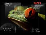动物世界 《动物世界》 20111121