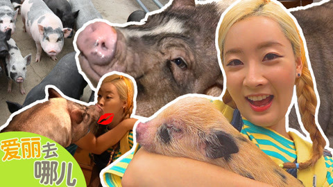 爱丽去哪儿 小猪朋友们的惊喜乐园