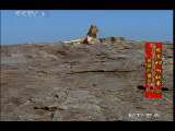 动物世界 动物世界 2010年 第186期