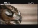 动物世界 《动物世界》 20120704