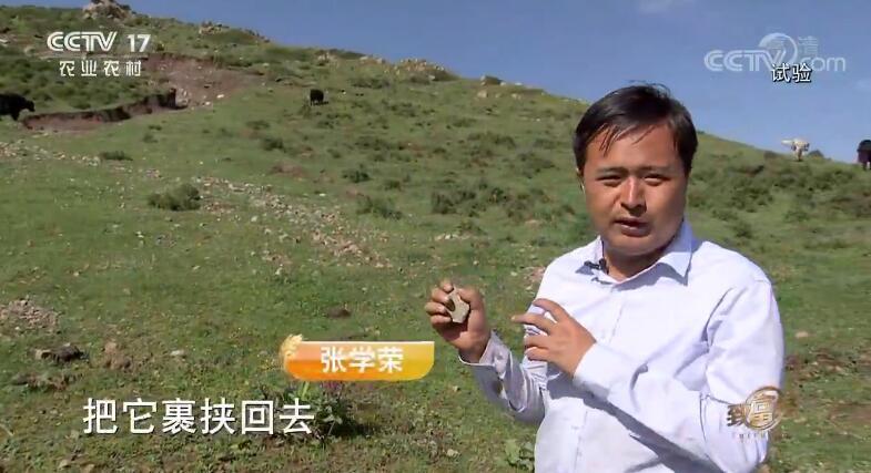 致富经 《致富经》 20190910 高高的山上牦牛壮