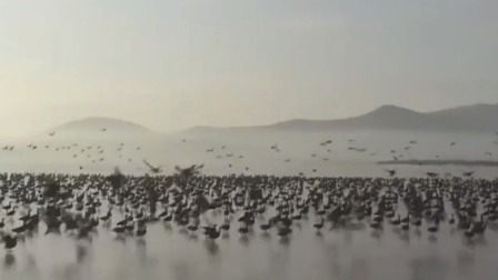 第一时间 30万大雁集结吉林 演练队形备南迁