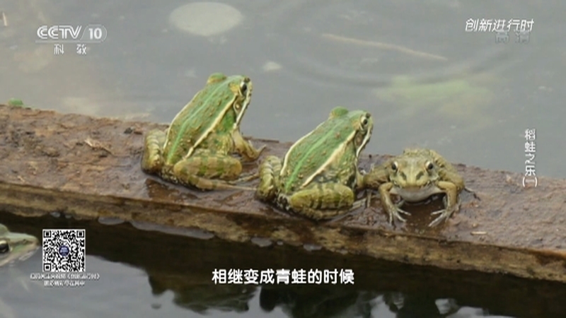 《创新进行时》 20210317 稻蛙之乐（一）
