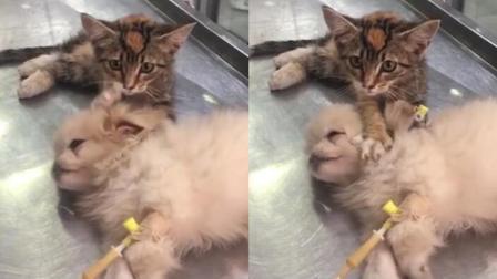 萌化了小奶猫安慰生病小狗给其做头部按摩