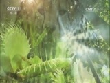 人与自然 《人与自然》 20161225 绝处逢生-漂落荒岛（下）
