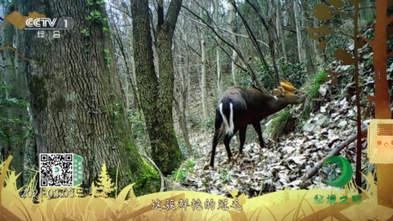秘境之眼 《秘境之眼》 黑麂 20220823