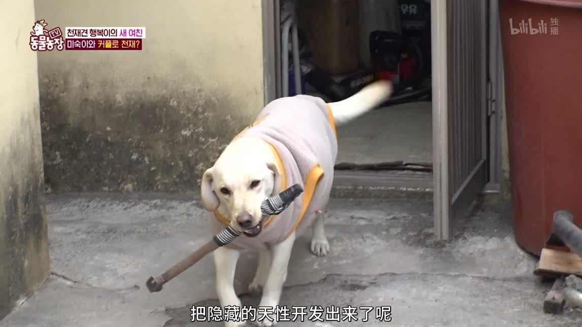喜怒无常的动物们
