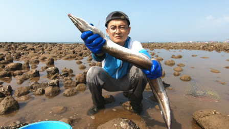 思乡渔夫 赶海螃蟹没抓到，竟抓了条大海鳗，比手...
