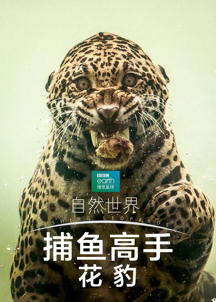自然世界：捕鱼高手——花豹