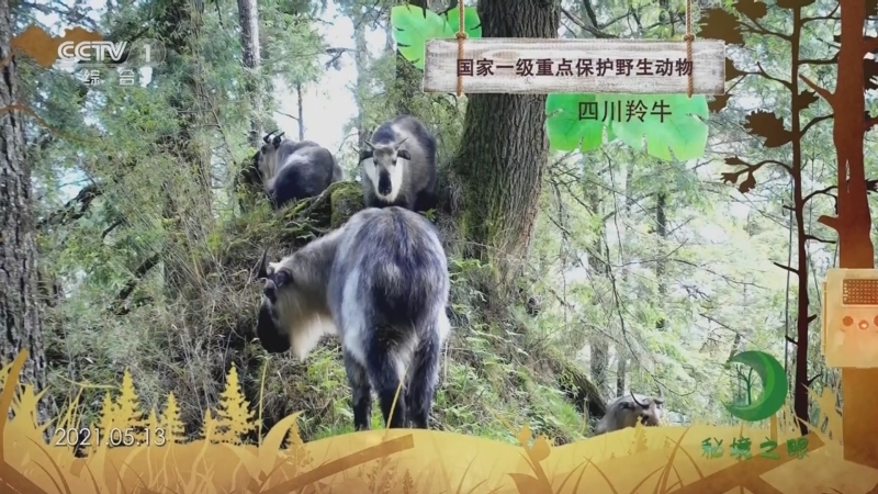 秘境之眼 《秘境之眼》 四川羚牛 20230709