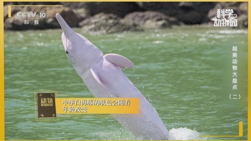 《科学动物园》 20251007 超美动物大盘点（二）