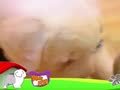 狗狗日记 第21天 离乳练习