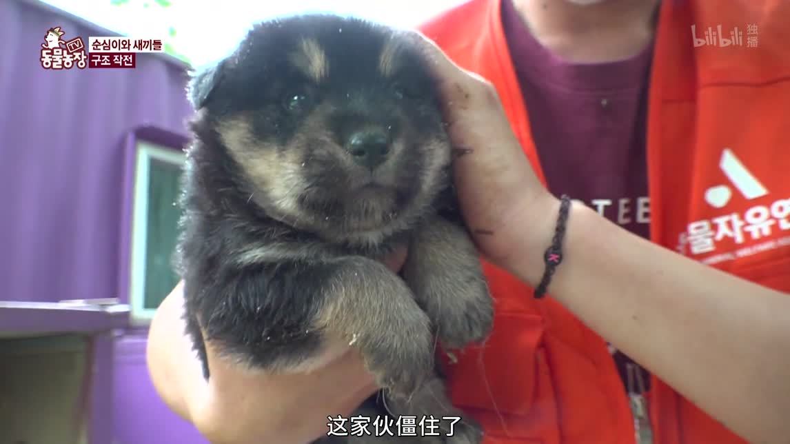 动物农场2020 狗狗的家庭地位