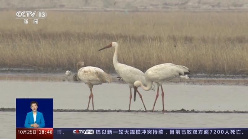 共同关注 《共同关注》 20231025