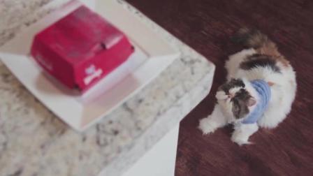 猫男AaronsAnimals 第一季 猫咪觊觎主人的汉堡简直耍尽了花招 最后被抓包还一脸无辜博同情 24