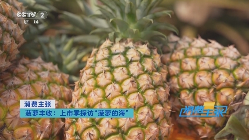 《消费主张》 20260513 菠萝丰收:上市季探访“菠萝的海”