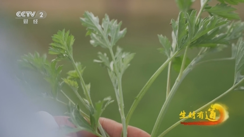 《生财有道》 20260410 古艾新韵 吹歌千年