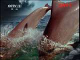 人与自然 《人与自然》 20110802 自然发现——大门关闭
