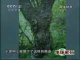 地球密码（周末精编节目） 周末精编节目 2010年 第161期 2-2