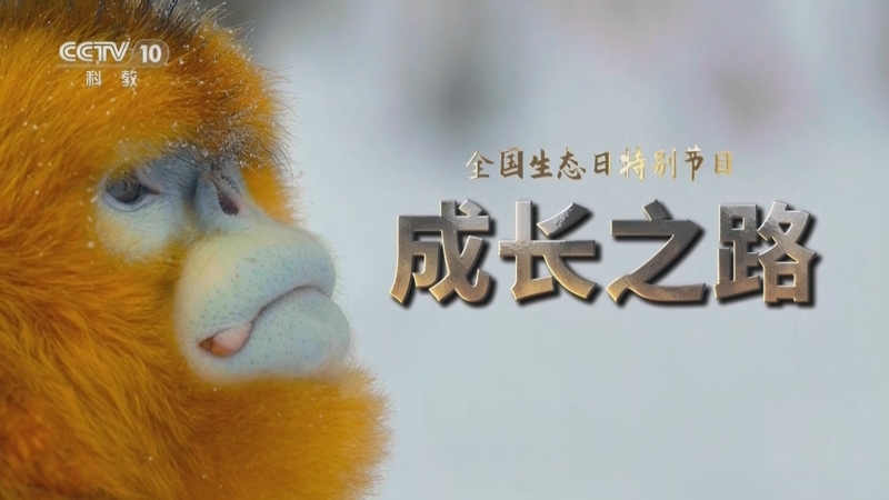 自然传奇 《自然传奇》 20250815 全国生态日特别节目——成长之路