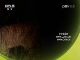 自然传奇 《自然传奇》 20170812 巧用心机