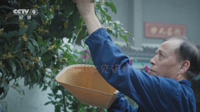 《城市花季 杭州桂花》 第3集 又见迟桂花