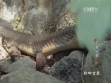 动物世界 《动物世界》 20160505 王者之路（下）