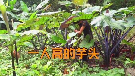 原始丛林人苏门答腊 第二季 森山老林荒野求生，开荒种地，享受质朴的农耕生活！