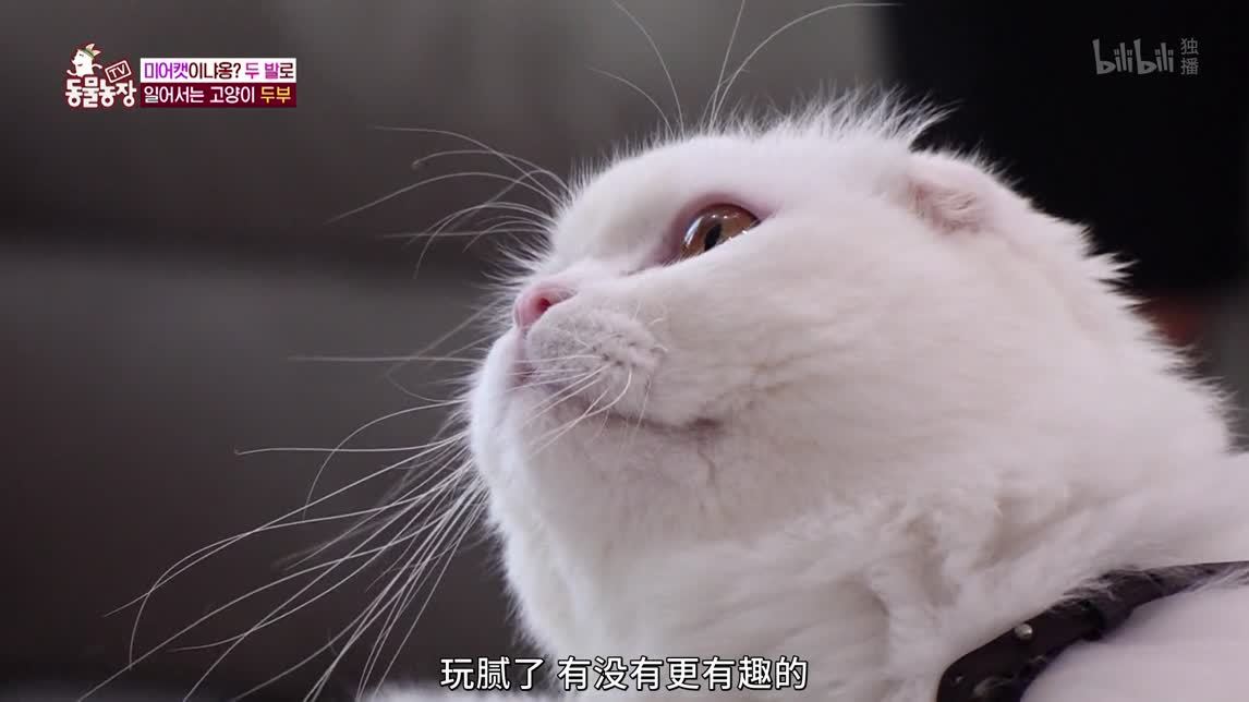 最强直立猫咪豆腐