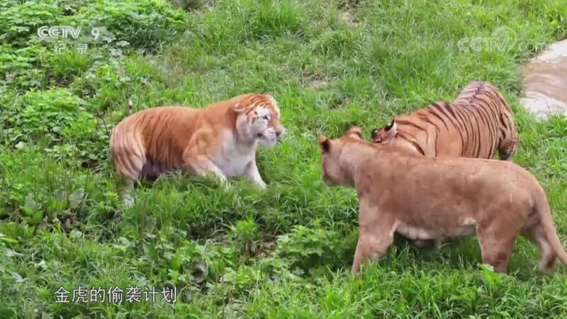 《奇趣动物园》 第一集 挑战不可能