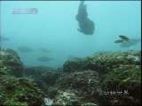 动物世界 动物世界 2010年 第183期
