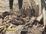 生财有道 《生财有道》 20160926 坝上草原发“羊”财