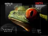 动物世界 《动物世界》 20111101