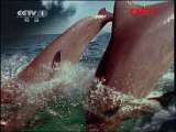 人与自然 《人与自然》 20110807 火烈鸟的生存