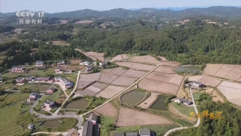 三农群英汇 《三农群英汇》 20260105 新农人筑梦新乡村——为土地奔波的村书记